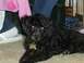 1997 Ford Expedition - A black poodle rests on a carpeted floor, wearing a distinctive bone-shaped tag around its neck.