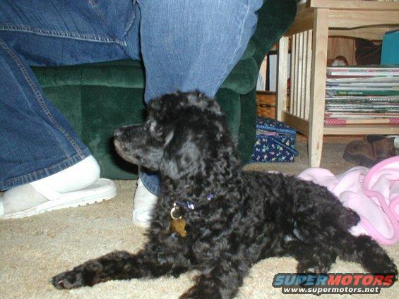 Black poodle dog with a tag on its collar lies on a carpet near people's legs and a chair