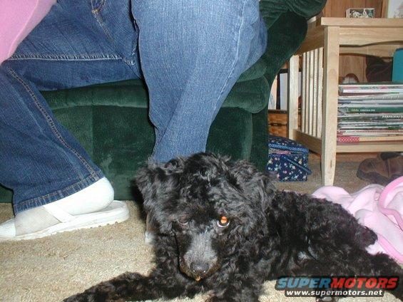 black poodle mix dog lying on carpet near people's legs and a table with magazines