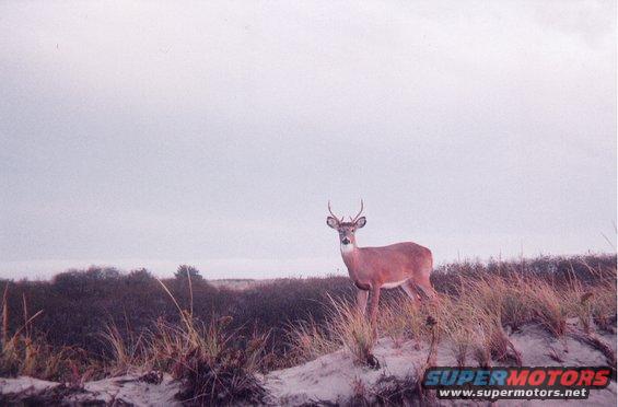 Lots of deer on the trails to the beach. They have a bad habit of jumping into the trails at sunrise.....that will wake you up quick!