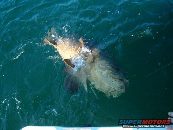 Big fish thrashing in the water near a boat