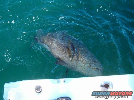 Large fish in water near a boat