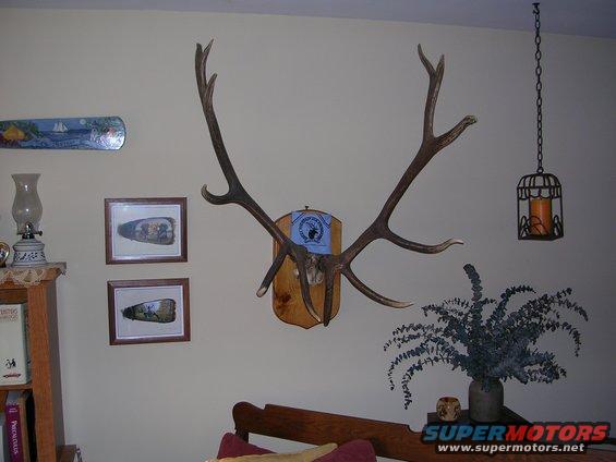 Mounted elk antlers with a blue ribbon and a wooden plaque