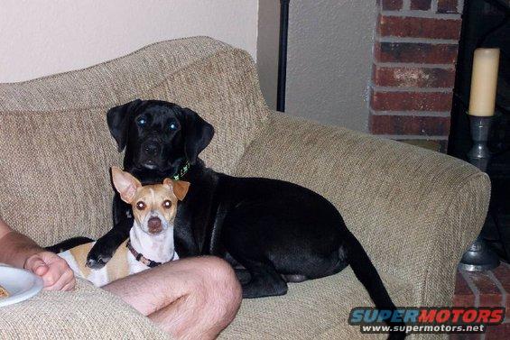dogs.jpg Hank is the (female) rat terrier, Somebody is the black lab/something else dog