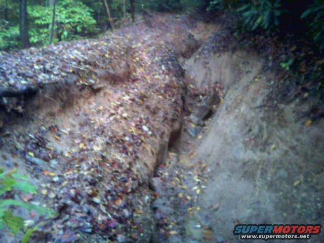 Dirt path with fallen leaves and a deep rut in the woods