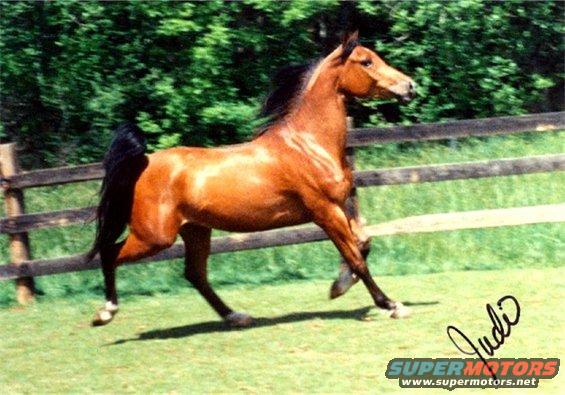 horse03.jpg Lightning