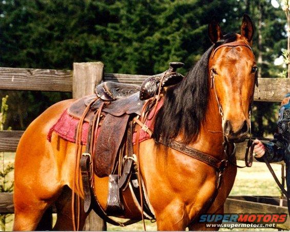 Missy under saddle