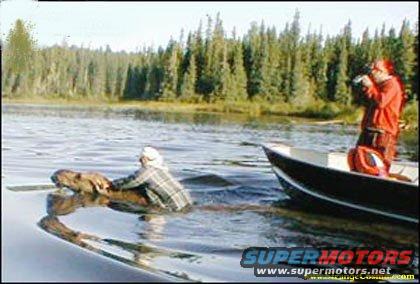 Person in water with beaver, person in boat with camera