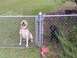 The reasons why you cant leave anything in my backyard