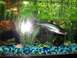 1993 Ford Probe - iridecent