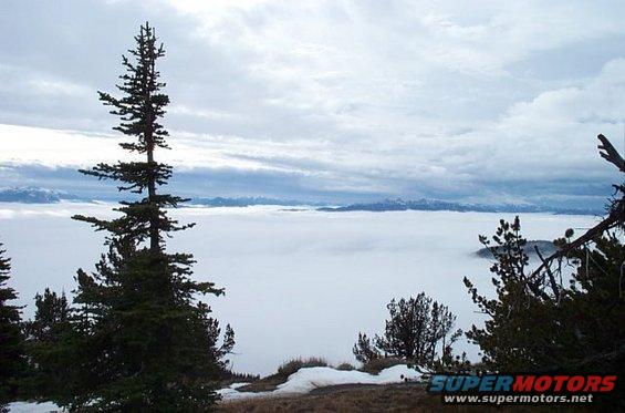 Fog covers the valley below mountains under a cloudy sky, with pine trees in the foreground