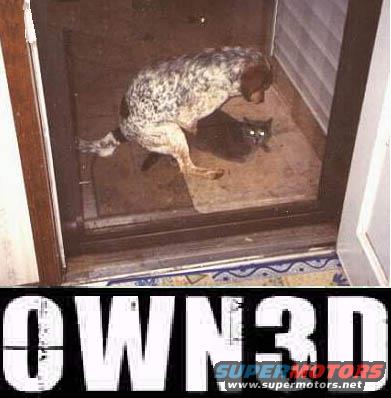 Dog looking at a cat through a screen door