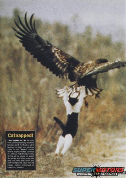 Eagle carrying a black and white cat mid-air