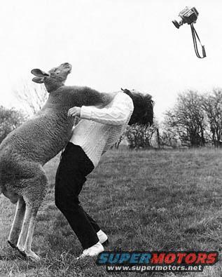 Person in a sweater wrestling a kangaroo in a field, with a camera flying overhead