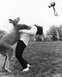 1990 Ford Bronco - A person is engaged in a physical struggle with a kangaroo in an outdoor grassy area.