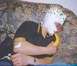 1990 Ford Bronco - A person is sitting on a couch with pie on their face and a banana in their mouth, with whipped cream and a banana visible.