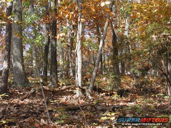 Forest floor covered in fallen leaves with trees in autumn colors