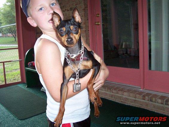 Dog wearing a chain and padlock