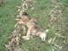 1995 Mercury Grand Marquis - A dead coyote lies in a grassy field with remnants of corn stalks scattered around it.