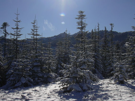 dscn3521.jpg Christmas tree jackpot!!!