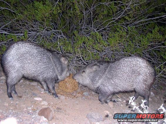 Two javelinas forage on the ground near desert brush
