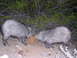 1990 Ford Bronco - Two javelinas are seen eating on the ground in a natural outdoor setting.