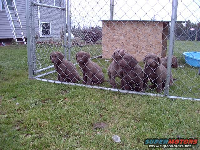 Several chocolate lab puppies are in a chain-link kennel with a dog house