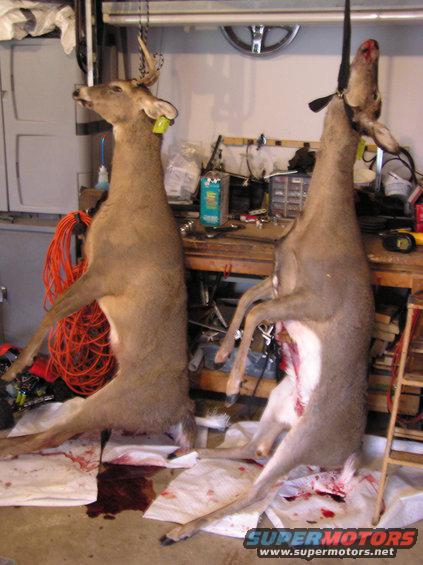 Two deer hanging from chains in a garage, with tools and supplies on a workbench behind them