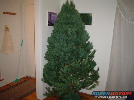 our 6 1/2 foot spruce tree.  My very first on my own.