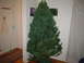 1981 Ford Bronco - our 6 1/2 foot spruce tree. My very first on my own.