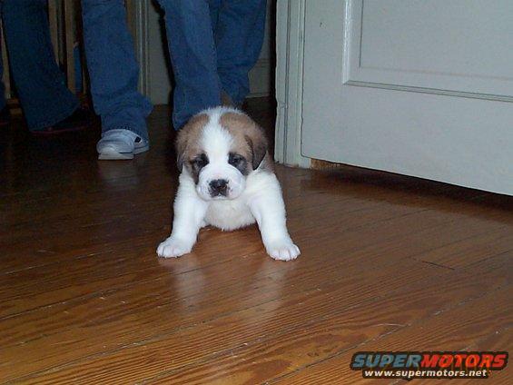 picture-011.jpg My Wife's new puppy.