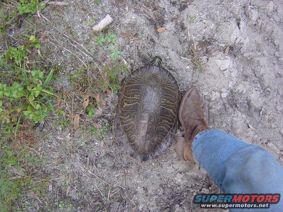 Turtle next to a person's leg wearing a brown boot and blue jeans on dirt ground