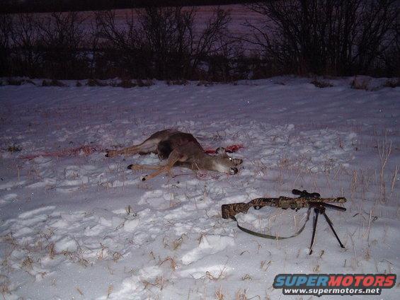 Deer and guns