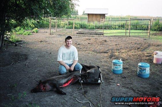 Me with 2 wild pigs