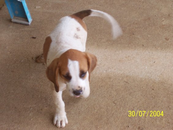 Brown and white puppy with its tail blurred from motion, standing on a concrete surface. Date stamp '30/07/2004' is visible