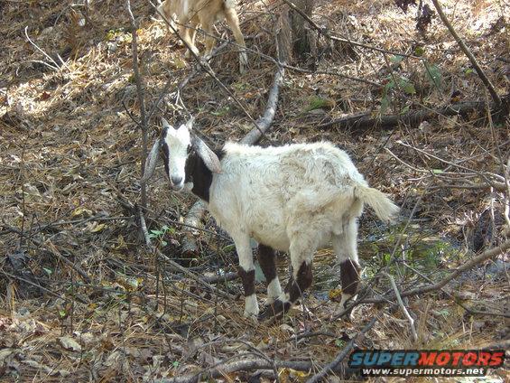 Goat standing in a wooded area