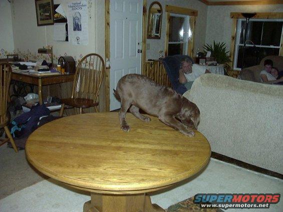 dog sniffing edge of round wooden table in living room