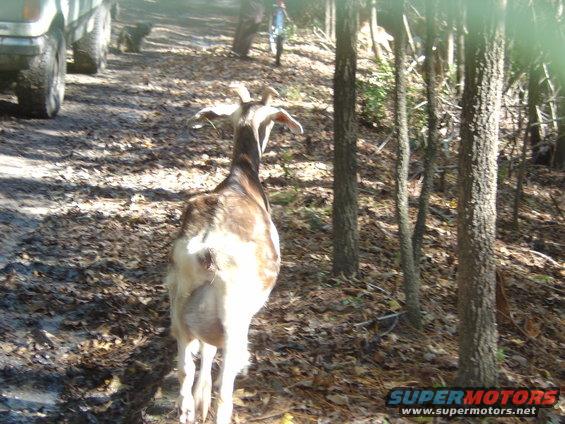 Goat on a dirt path with a light-colored SUV in the background