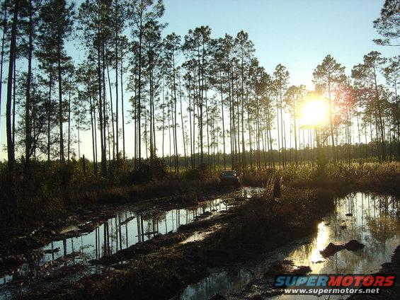 Dark SUV navigating a muddy, water-filled track with tall pine trees and bright sun in the background
