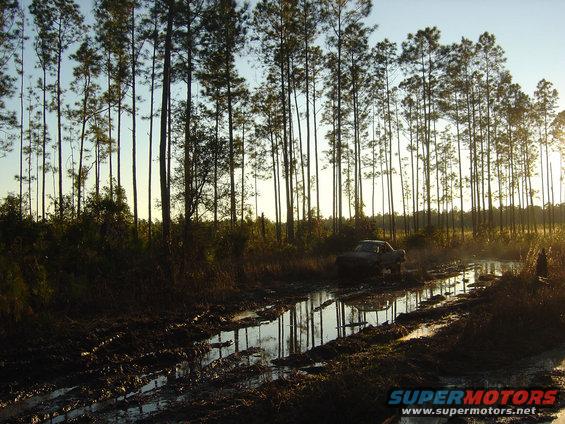 Truck driving through a muddy track with tall pine trees in the background