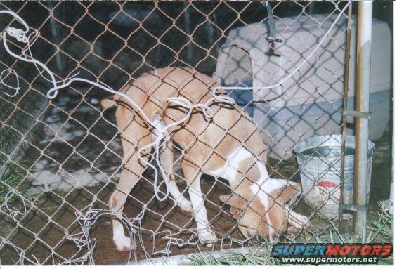 Dog behind chain-link fence