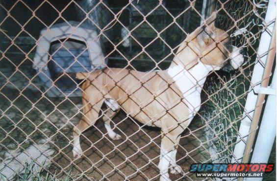 tan and white dog standing in a fenced yard with a dog house