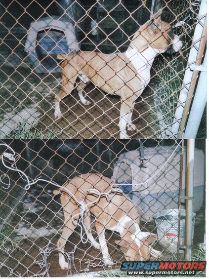 Dog in a fenced area, one shot shows it standing, the other shows it sniffing the ground