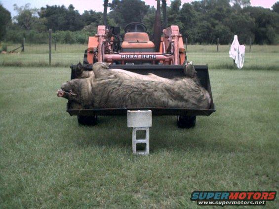 Orange tractor with "GREAT BEND" on loader bucket, holding a large dead animal. Cinder blocks support the bucket