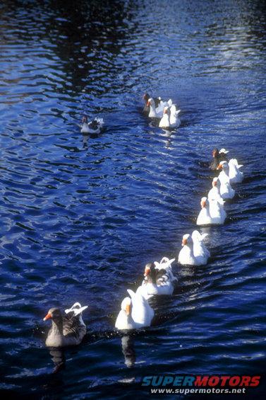 Ducks swimming in a line on blue water