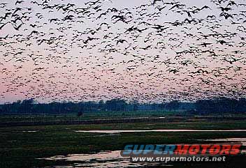 Huge flock of birds flying at dusk over a marshy field