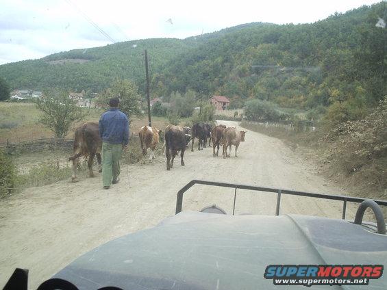 Man walking on a dirt road with a herd of cows in a rural, hilly area