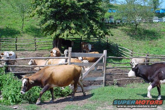 Kosovo Cows