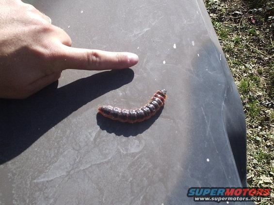 Big Catapillar!!