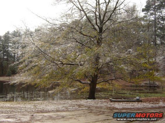 Icy tree branches over a pond with a small boat on the bank